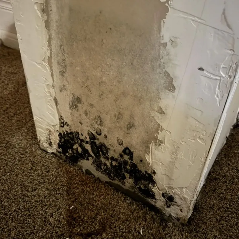 Professional Mold Removal in Venus, TX